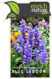 Salvia sallyfun blue lagoon.png